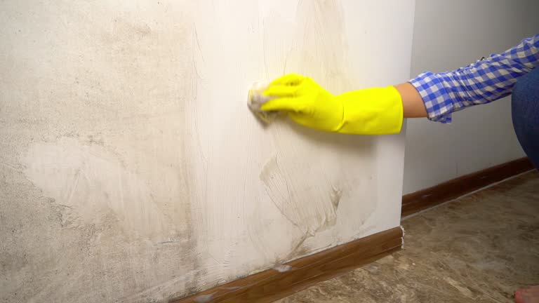 Mold Odor Removal Services