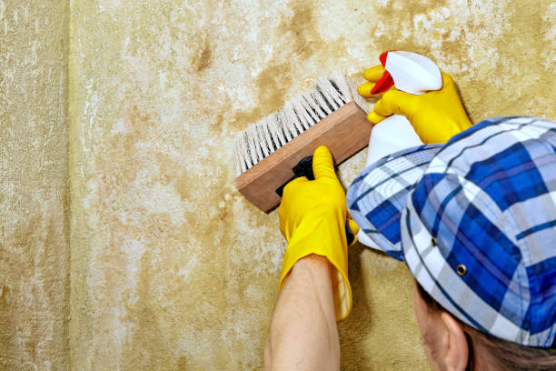 Mold Remediation for Rental Properties in Norman Park, GA